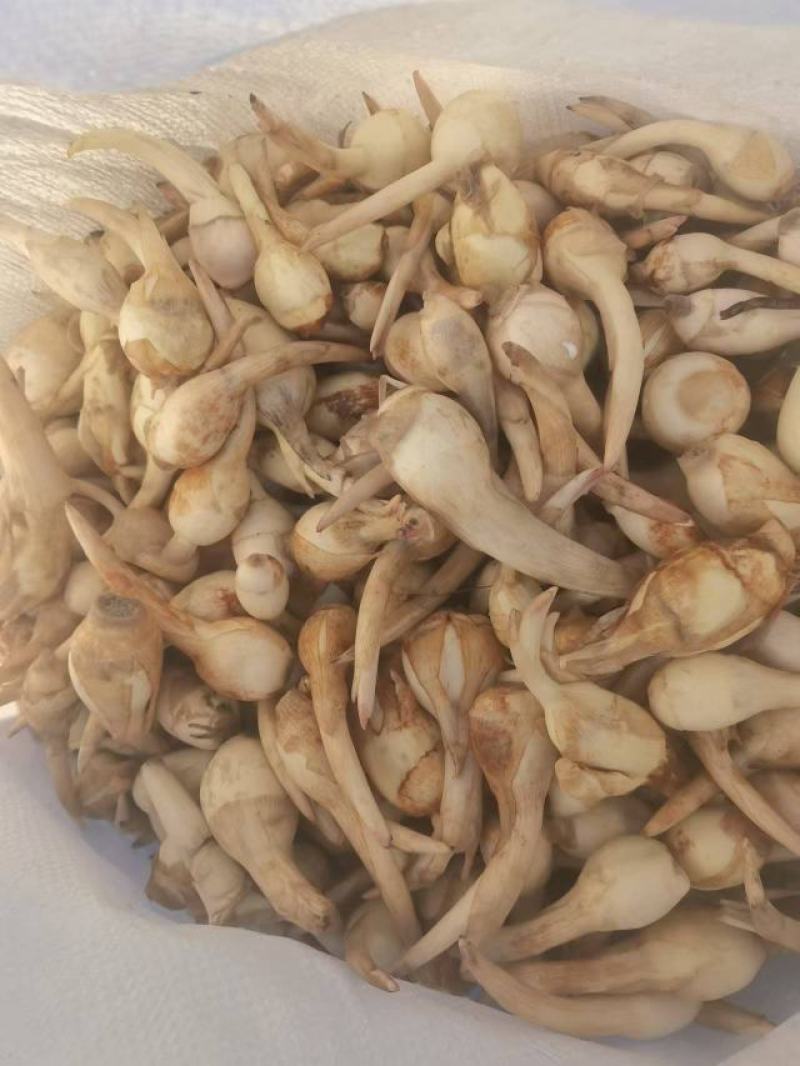精品慈姑大量上市产地直发价格优惠对接市场商超电商