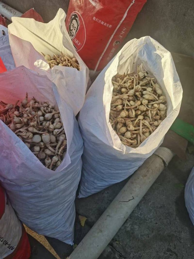 精品慈姑大量上市产地直发价格优惠对接市场商超电商