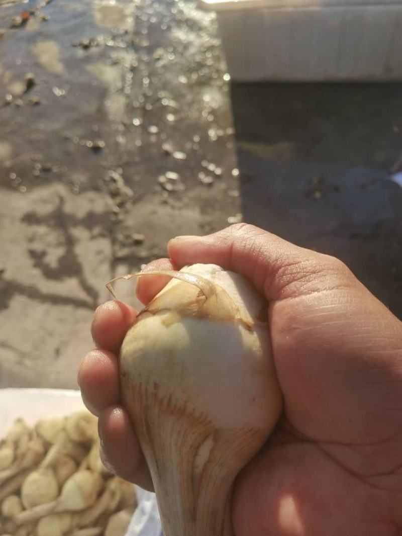 精品慈姑大量上市产地直发价格优惠对接市场商超电商