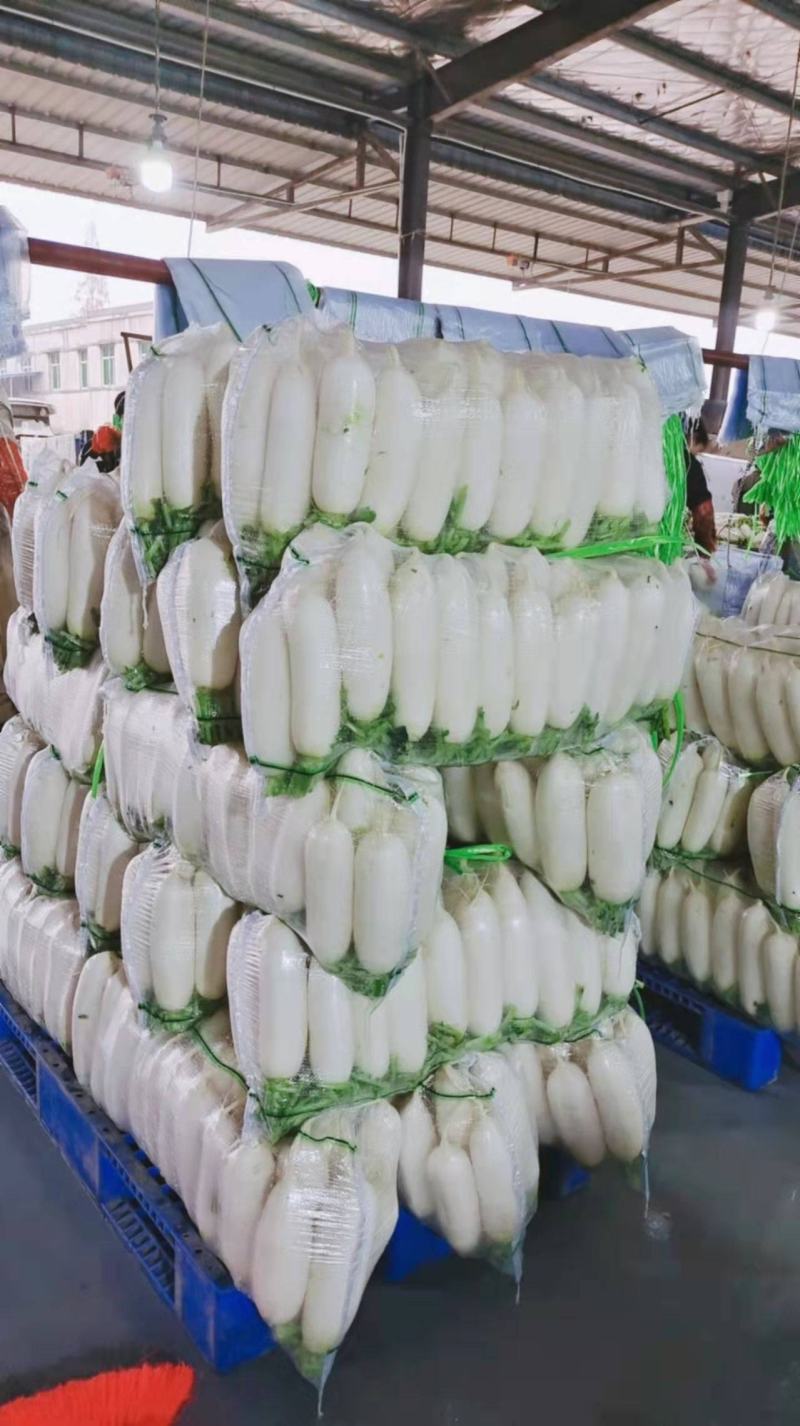 【云稼金花】精品白萝卜萝卜产地直供可视频看货