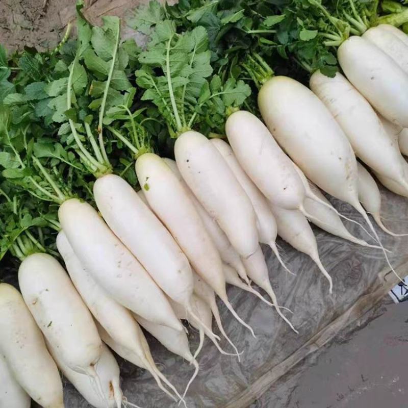 【云稼金花】精品白萝卜萝卜产地直供可视频看货