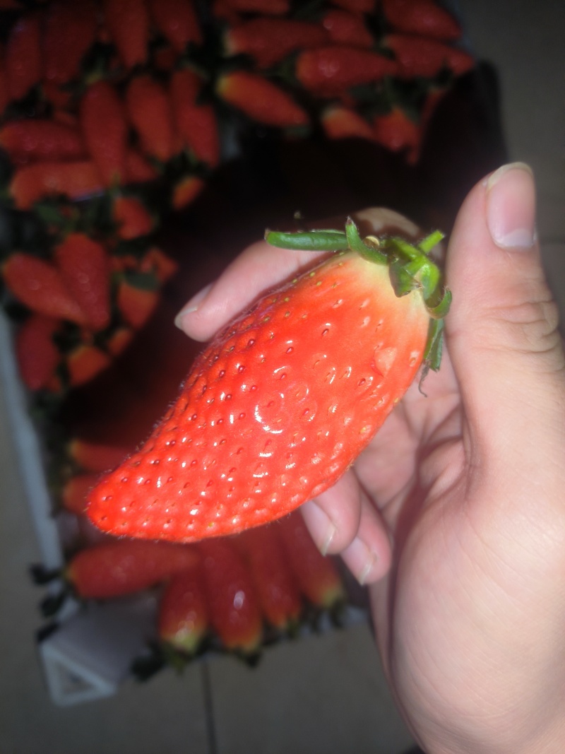 草莓