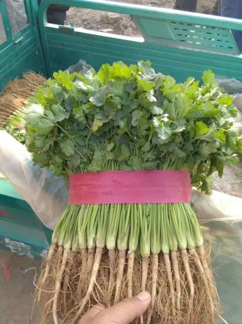 聊城香菜铁杆青香菜货源稳定代收代发全国市场长期合作