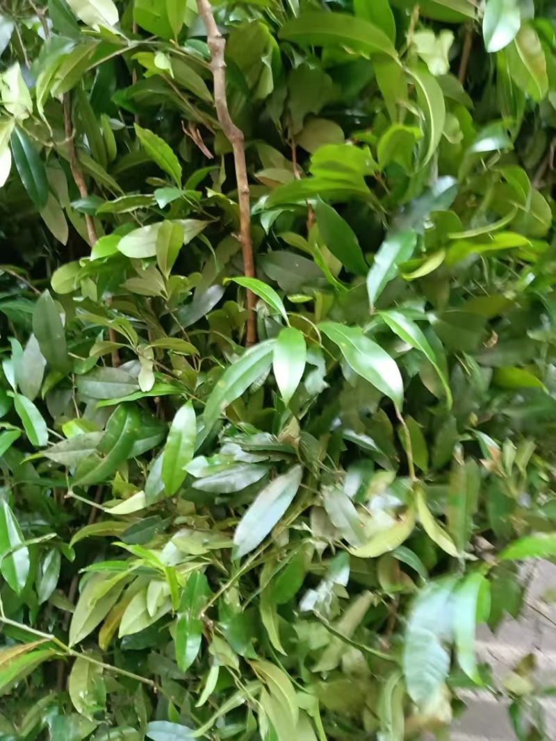横经席干货