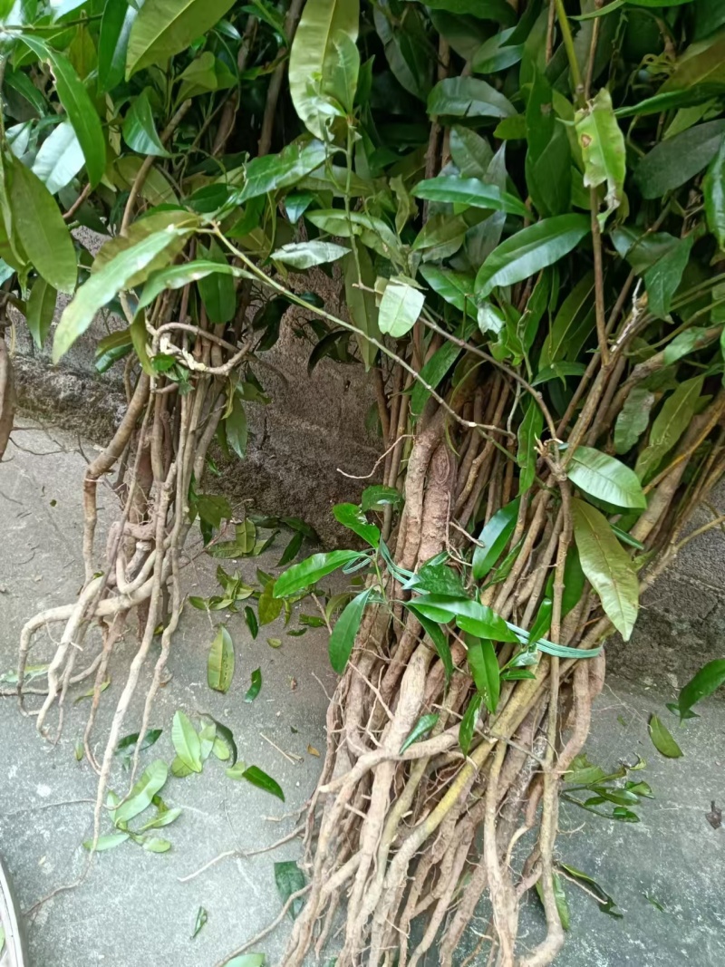 横经席干货