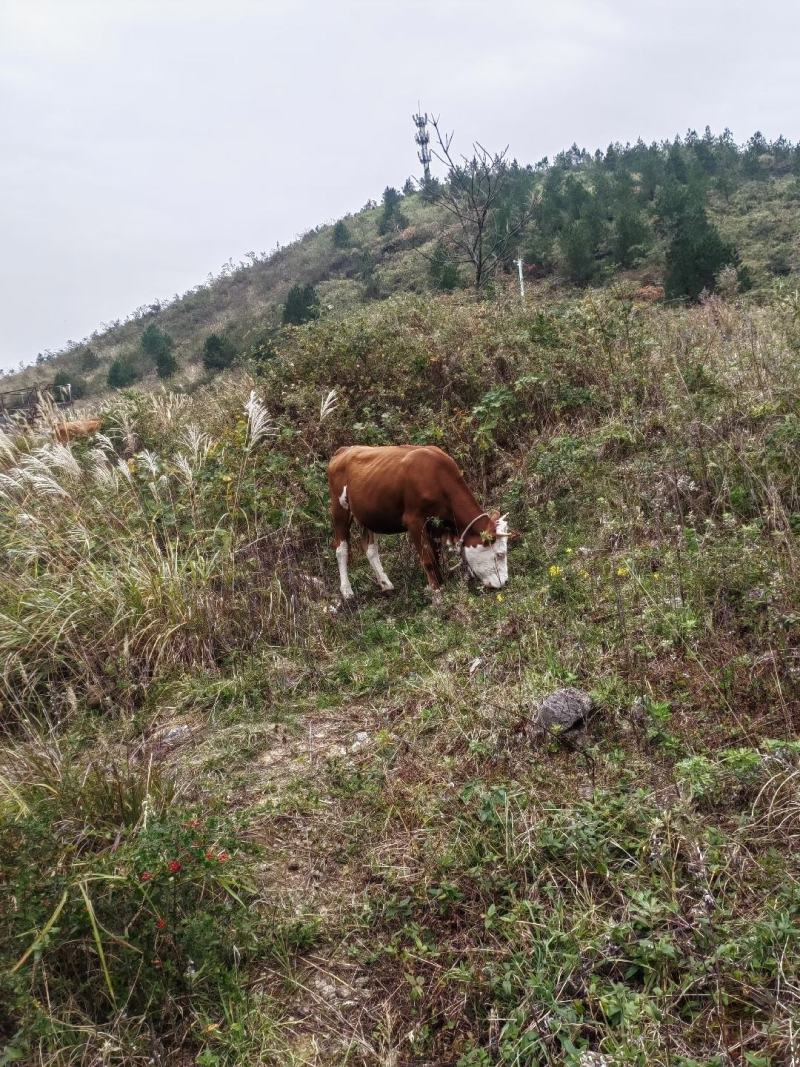 小黄牛