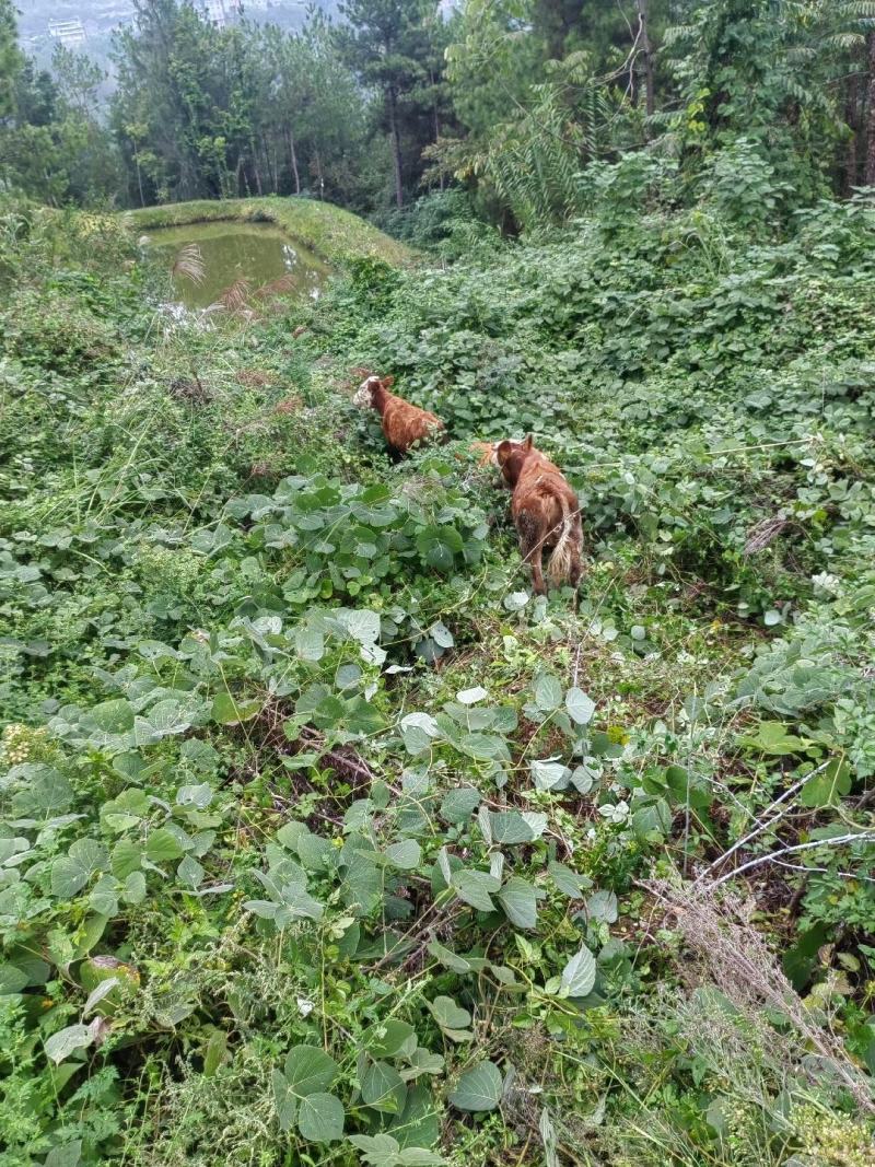 小黄牛