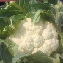 菜花