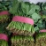 大叶菠菜聊城越冬菠菜万亩大棚菠菜货源稳定代收代发