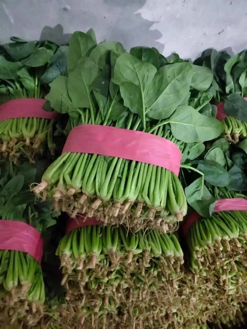 大叶菠菜聊城越冬菠菜万亩大棚菠菜货源稳定代收代发