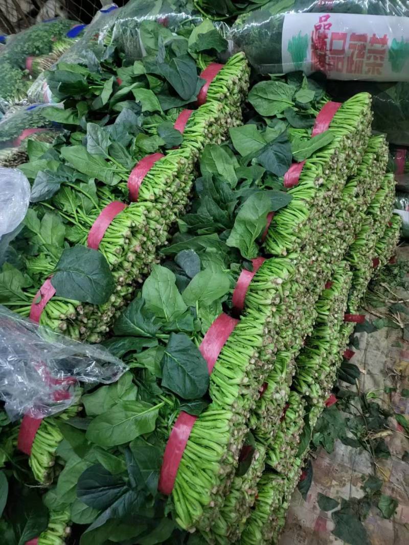 大叶菠菜聊城越冬菠菜万亩大棚菠菜货源稳定代收代发