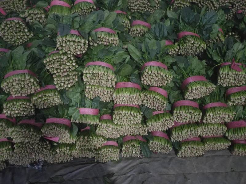 大叶菠菜聊城越冬菠菜万亩大棚菠菜货源稳定代收代发