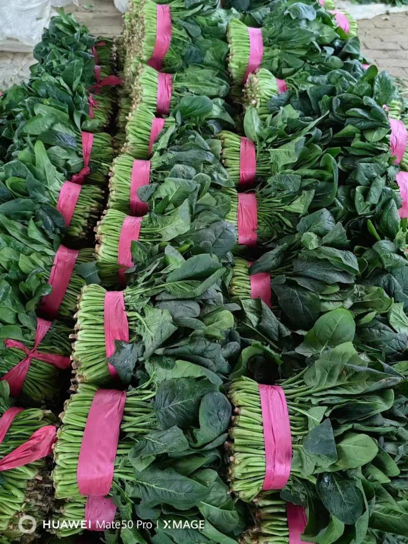 大叶菠菜聊城越冬菠菜万亩大棚菠菜货源稳定代收代发
