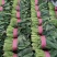 大叶菠菜聊城越冬菠菜万亩大棚菠菜货源稳定代收代发