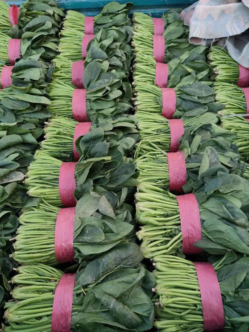 大叶菠菜聊城越冬菠菜万亩大棚菠菜货源稳定代收代发