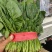 大叶菠菜聊城越冬菠菜万亩大棚菠菜货源稳定代收代发