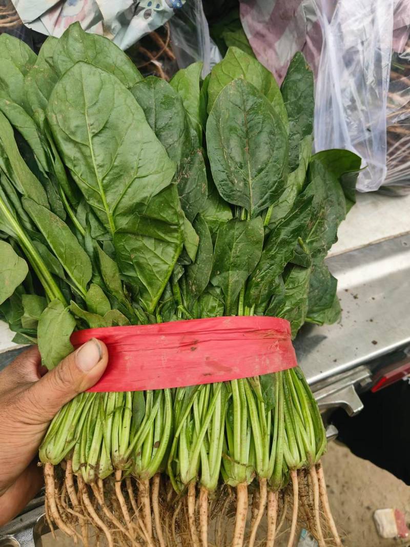 大叶菠菜聊城越冬菠菜万亩大棚菠菜货源稳定代收代发