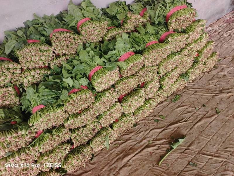 大叶菠菜聊城越冬菠菜万亩大棚菠菜货源稳定代收代发