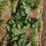 大叶菠菜聊城越冬菠菜万亩大棚菠菜货源稳定代收代发