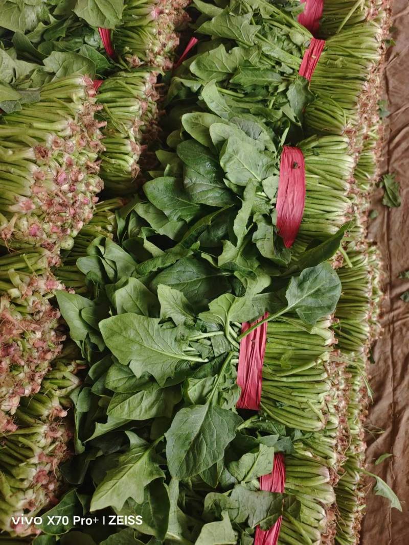 大叶菠菜聊城越冬菠菜万亩大棚菠菜货源稳定代收代发