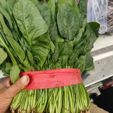 大叶菠菜聊城越冬菠菜万亩大棚菠菜货源稳定代收代发