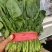 大叶菠菜聊城越冬菠菜万亩大棚菠菜货源稳定代收代发