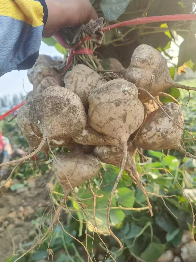 【云稼金花】精品凉薯白地瓜豆薯产地直发脆甜可口