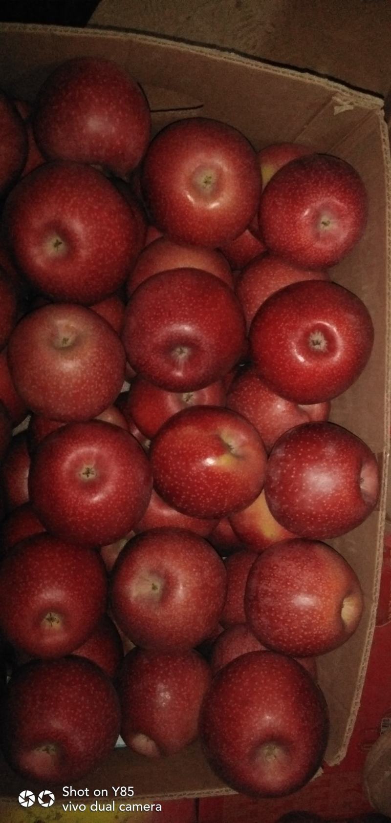 秦冠苹果