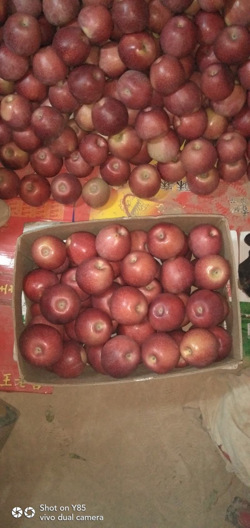 秦冠苹果