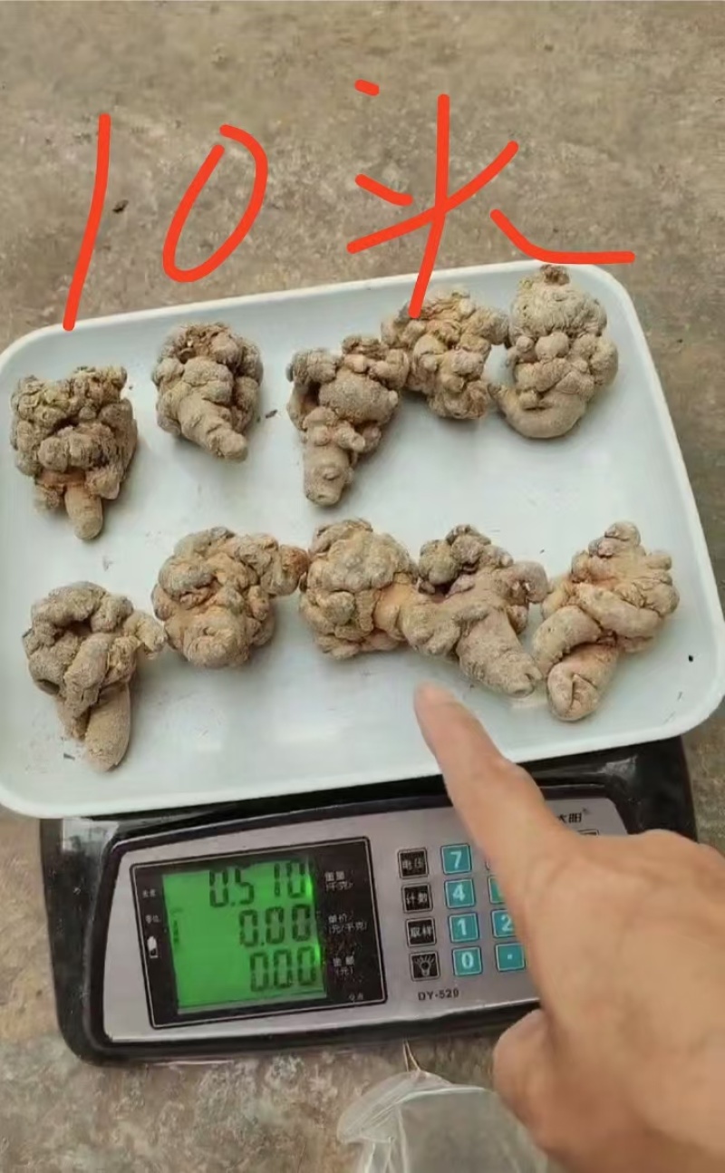 新鲜三七上市一手货源价格实惠无添加品质保证