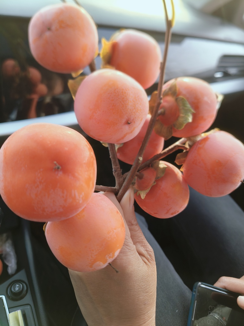 小竹柿小火罐柿大量上市。对接各大市场和超市，全国发