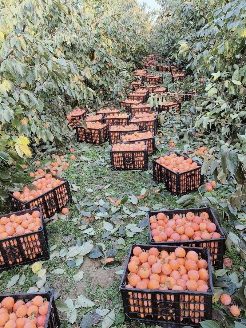 小竹柿小火罐柿大量上市。对接各大市场和超市，全国发
