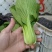 上海青，小白菜，油菜，四川蔬菜，整车直发