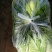 上海青，小白菜，油菜，四川蔬菜，整车直发