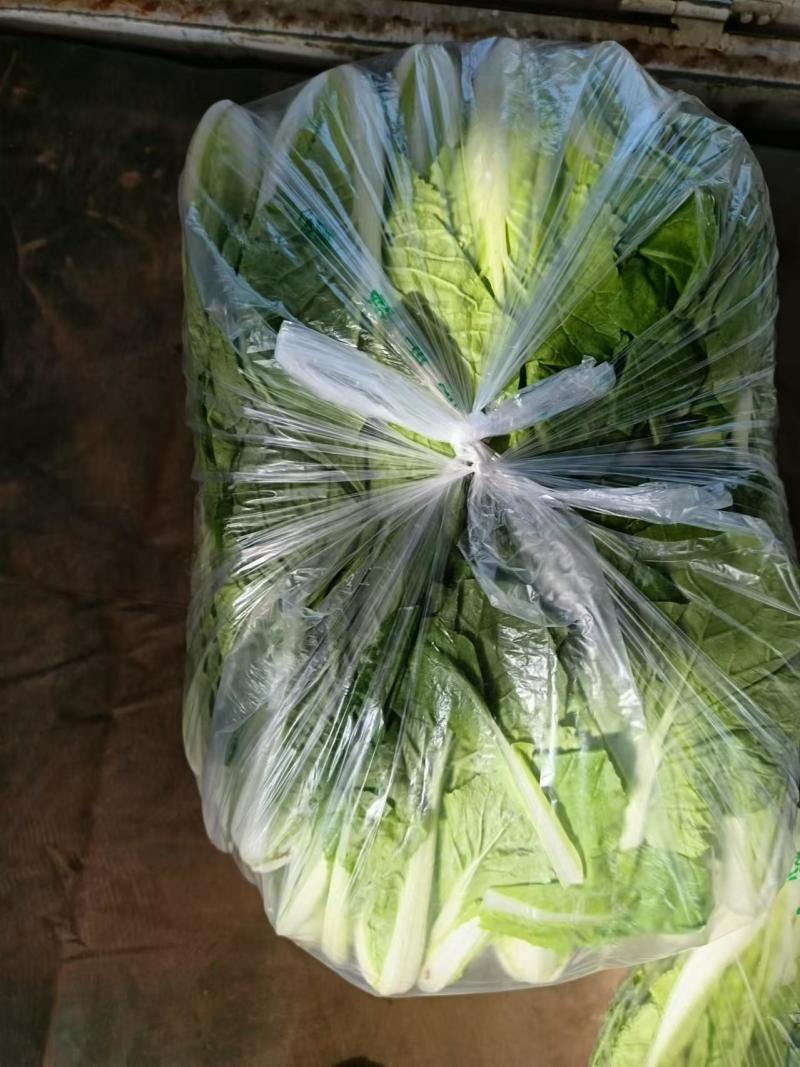 上海青，小白菜，油菜，四川蔬菜，整车直发