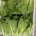 上海青，小白菜，油菜，四川蔬菜，整车直发