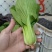 上海青，小白菜，油菜，四川蔬菜，整车直发