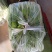 上海青，小白菜，油菜，四川蔬菜，整车直发