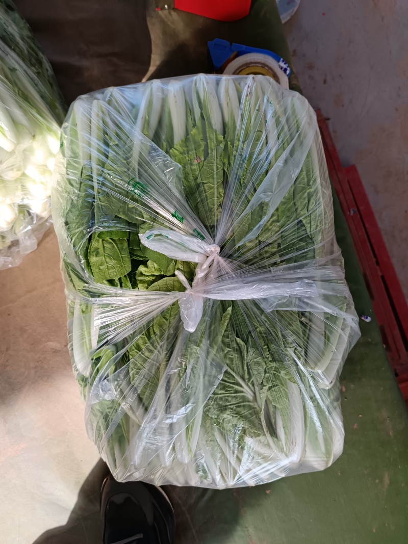上海青，小白菜，油菜，四川蔬菜，整车直发