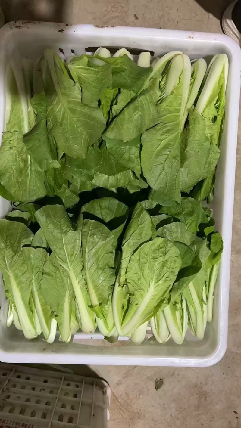 上海青，小白菜，油菜，四川蔬菜，整车直发