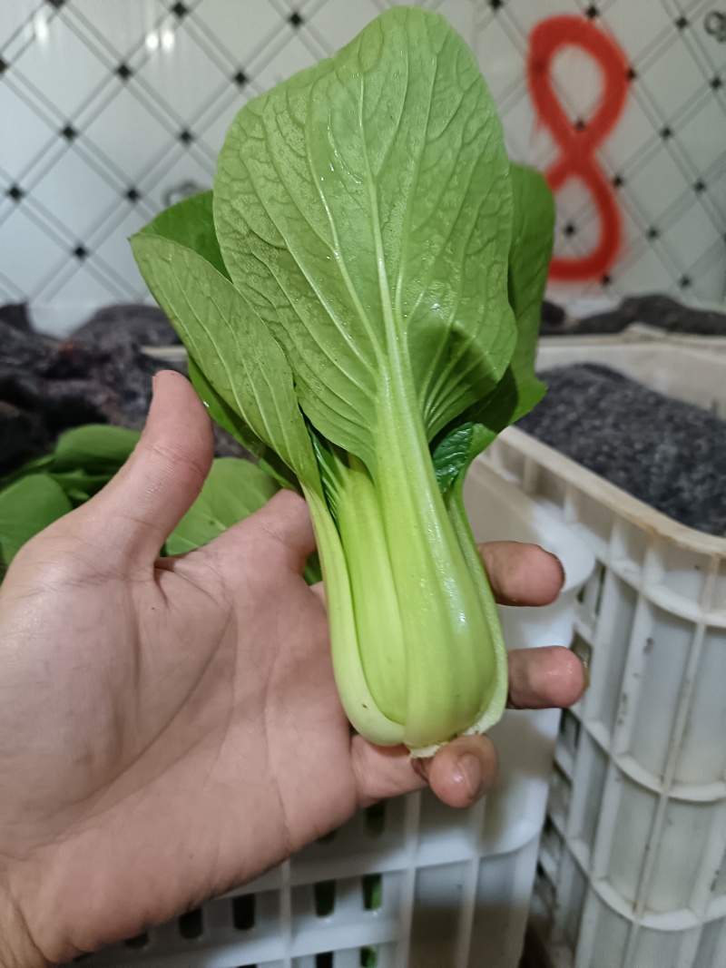 上海青，小白菜，油菜，四川蔬菜，整车直发