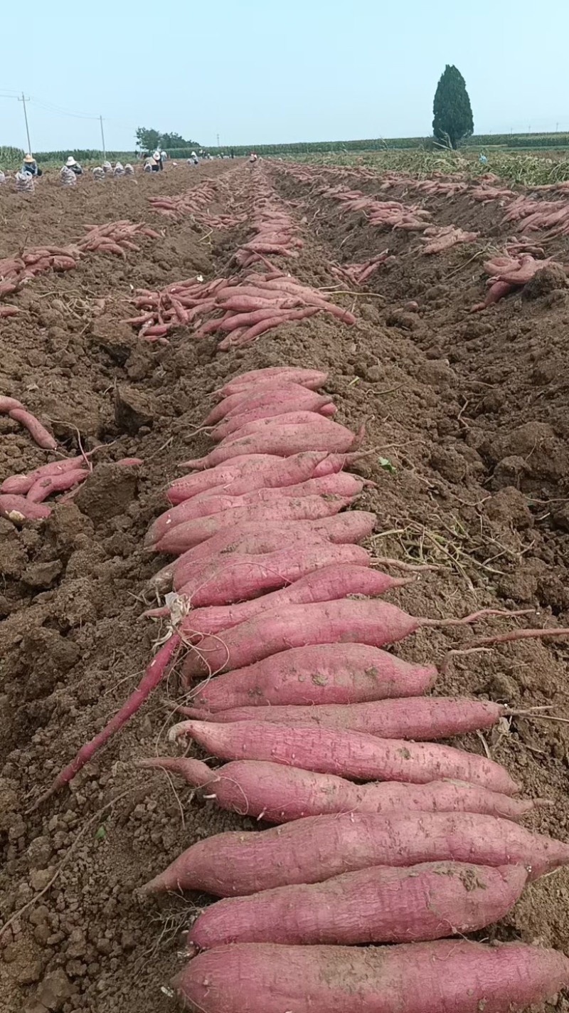 板栗红薯