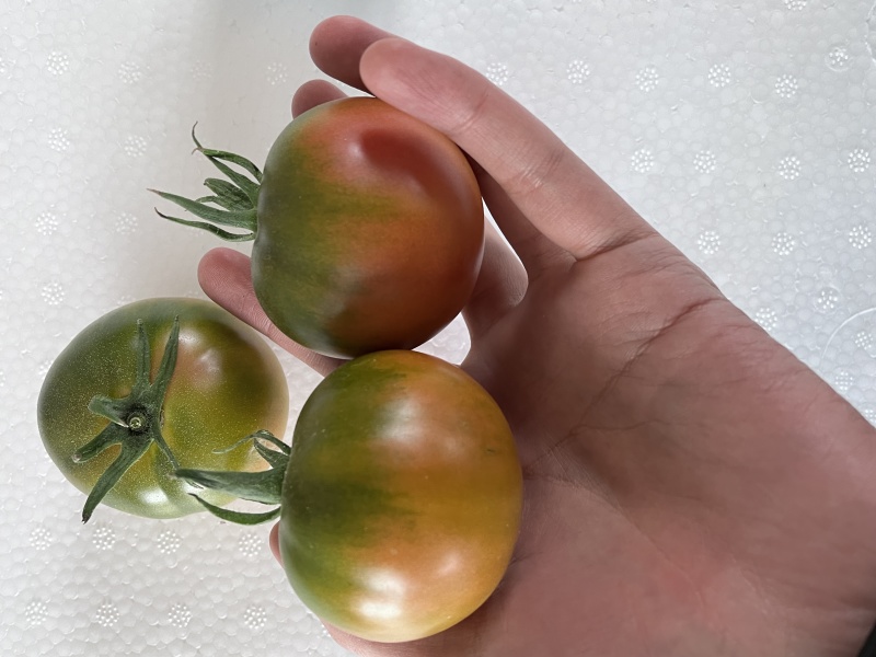 草莓番茄
