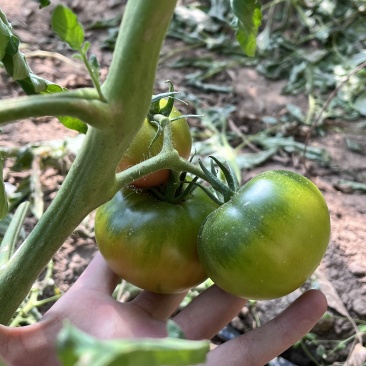 草莓番茄