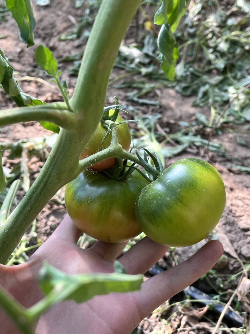 草莓番茄