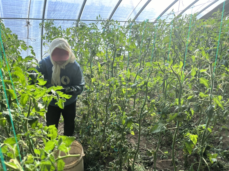 草莓番茄
