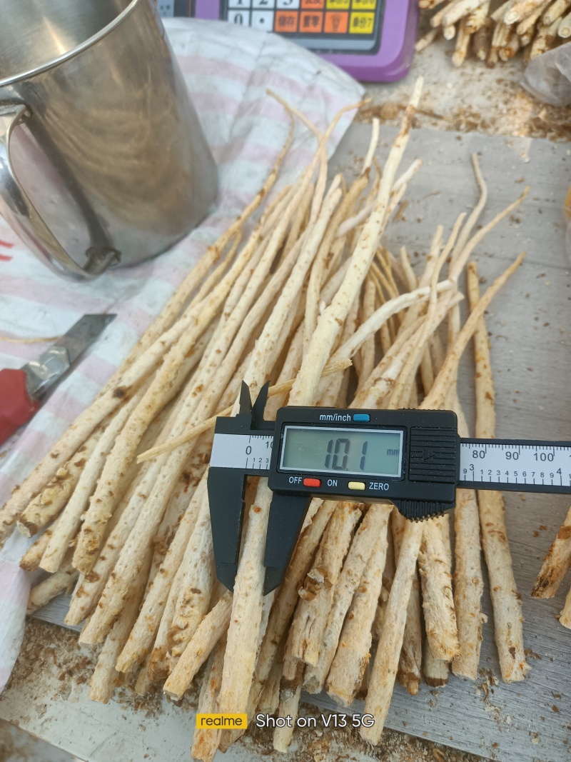 去头捆把无硫北沙参。中细自然白色，纯干买家放心吃了安心