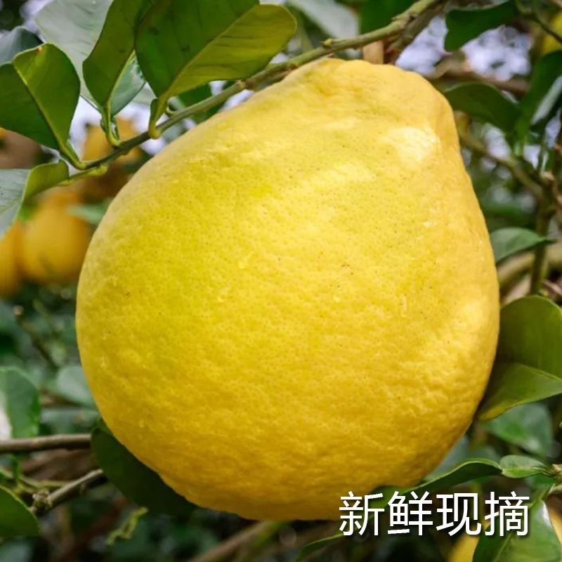 正宗容县沙田柚纯甜不酸沙田柚白心柚子新鲜水果