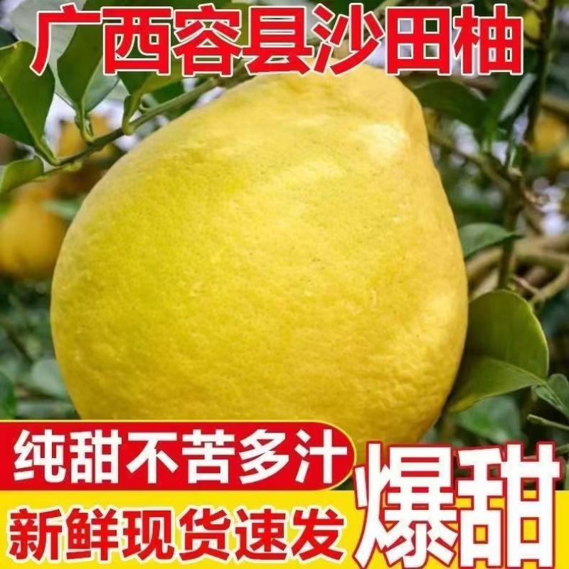 正宗容县沙田柚纯甜不酸沙田柚白心柚子新鲜水果