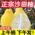 正宗容县沙田柚纯甜不酸沙田柚白心柚子新鲜水果